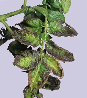 Deficiency: Potassium deficiency on potato leaf