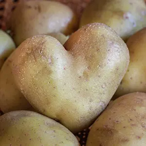 Potatoes: Potato