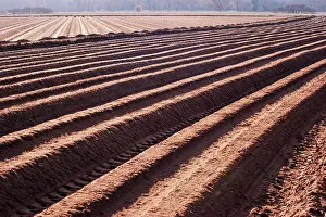 Ridges: Potato