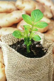 Hessian: Potato