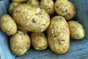 Winston: Potato