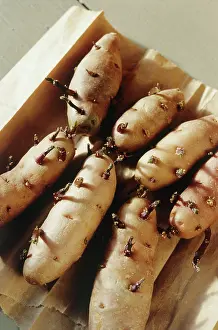 Sufficient: Potato