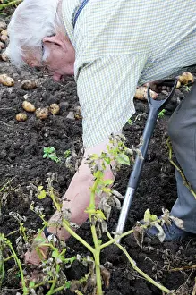 Sufficient: Potato