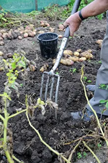Sufficient: Potato