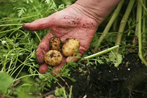 Sufficient: Potato