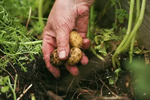 Sufficient: Potato