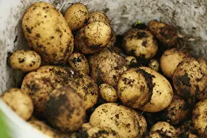 Sufficient: Potato