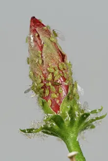 Potato: Potato aphid