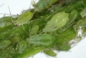 Spurge: Potato Aphid on Cleavers