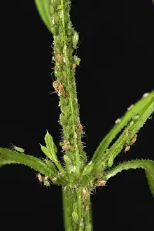 Spurge: Potato Aphid on Cleavers