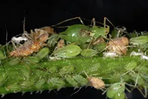 Spurge: Potato Aphid on Cleavers