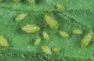 Micrograph: Potato aphids