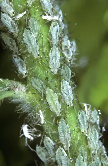 Secretion: Potato aphids