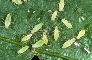 Potato: Potato aphids