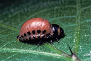 Potatoes: Potato beetle - Larva on potatoes leaves