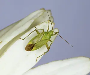 Capsid: Potato Capsid (Calocoris norvegicus)