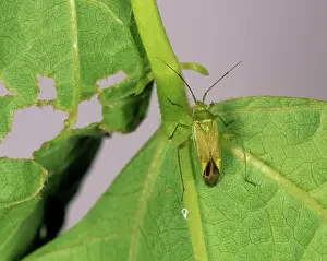 Capsid: Potato Capsid (Calocoris norvegicus)