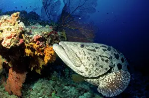 Auscape - Named Photographers: Potato COD - close-up of face and fin with coral