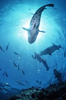 Rays: POTATO COD - Cod Hole