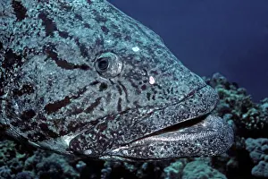 Makes: Potato Cod - this fish are generaly found in family