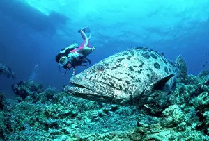 Groupers: Potato Cod / Giant Grouper - & diver