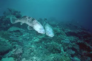 Epinephelus: Potato COD / Potato Grouper / Bass - courting pair