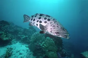 Epinephelus: Potato COD / Potato Grouper / Bass - hovers over