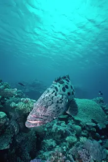Epinephelus: Potato COD / Potato Grouper / Bass - in his territorial
