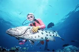 Size: POTATO COD - being touched by scuba diver