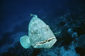 Douglas David Seifert: Potato Cod - front view with remora