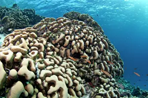 Porites: Potato Coral