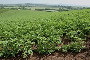 Tuberosum: Potato Crop