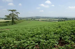 Tuberosum: Potato Crop