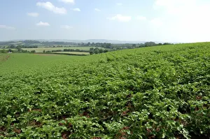 Tuberosum: Potato Crop