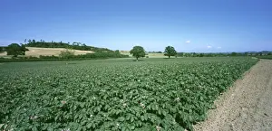 Potatoes: Potato crop in flower