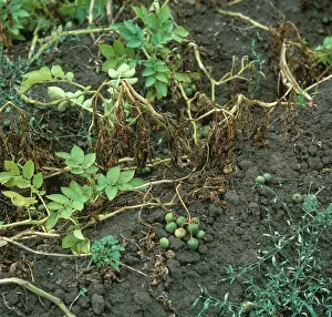 Nematode: Potato cyst nematode damage