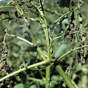 Defoliation: Potato damaged by Colorado potato beetles