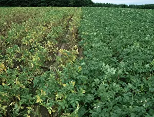 Trial: Potato Disease Resistance