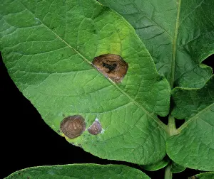 Edward: Potato early blight (Alternaria alternata)