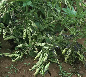 Roll: Potato early blight and leaf roll virus