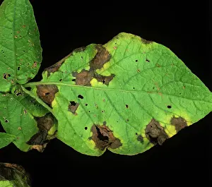 Blight: Potato early blight lesions