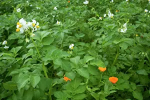 Potatoes: Potato - field of blooming Potatoes in summer