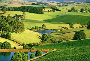 Gippsland: Potato fields South Gippsland