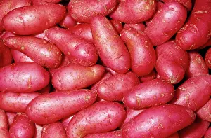 Potatoes: Potato - Fingerling - Red Thumb variety