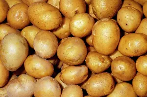 Potatoes: Potato - German Butterball variety