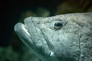Tukula: Potato Grouper