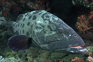 Grouper: Potato grouper (Epinephelus tukula) with open mouth