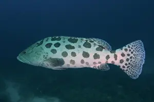 Grouper: Potato grouper (Epinephelus tukula), Sodwana Bay