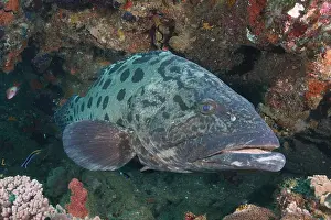 Grouper: Potato grouper (Epinephelus tukula), Sodwana Bay