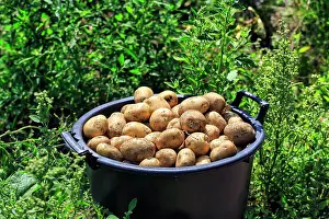 Container: Potato harvest, freshly harvested potatoes in a